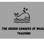 The Hidden Dangers Of Whale Tracking Memefi Video Code